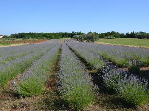 OPG Vučemilović Jadranka
